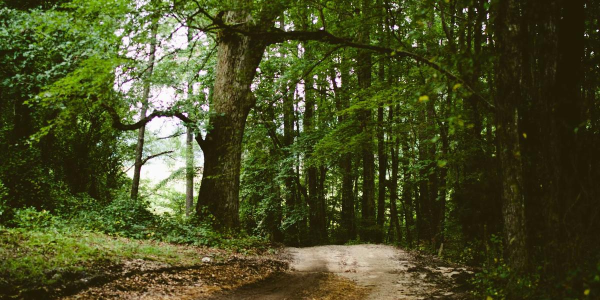 مهرجان البحر الأحمر الدولي للأفلام